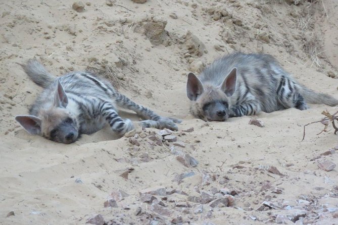 Leopard Safari in 4x4 Vehicle in Jhalana Park Including Transfers - Tour Pricing and Reviews