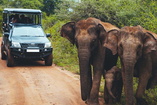 Leopard Safari Tour in Yala National Park - Tour Details