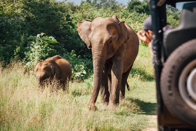 Leopard Safari Tour in Yala National Park - Picnic Breakfast and Lunch