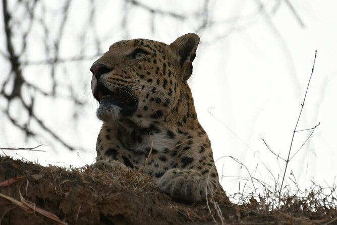 Leopard Wildlife Safari at Amagarh Park Including Transfers - Itinerary Details