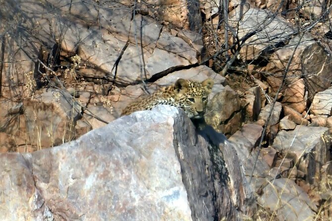 Leopard Wildlife Safari at Amagarh Park Including Transfers - Booking Information