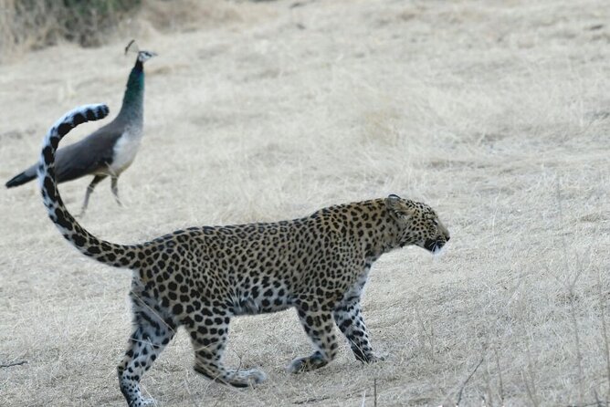 Leopard Wildlife Safari at Amagarh Park Including Transfers - Reviews and Ratings
