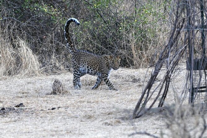 Leopard Wildlife Safari at Amagarh Park Including Transfers - Jaigarh Fort Exploration