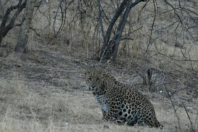 Leopard Wildlife Safari at Amagarh Park Including Transfers - Nahargarh Fort Visit