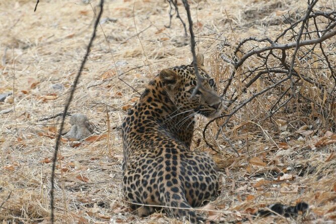 Leopard Wildlife Safari at Amagarh Park Including Transfers - Jal Malal Sightseeing