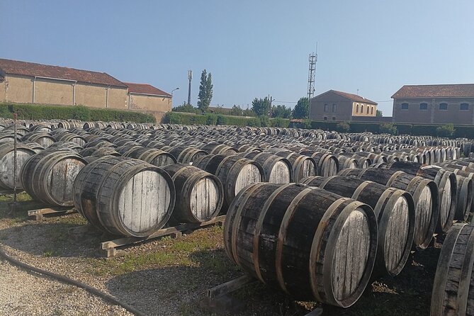 Les Baux De Provence: Wine Day Tour: 8 Hours - Indulging in Wine Tastings