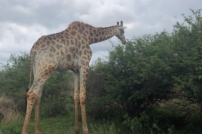 Lesedi Cultural Village and Lion Mini Safari - Tour Details and Inclusions