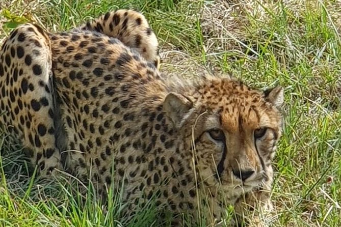 Lesedi Cultural Village and Lion Mini Safari - Reviews and Feedback
