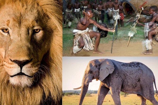 Lesedi Cultural Village and Lion Park Tour - Lion Park Safari Adventure