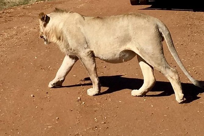 Lesedi Cultural Village and Lion Park Tour - Pricing Details