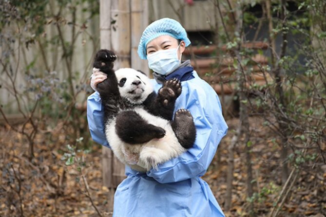 Leshan Buddha + Panda Base or Old Tea House Private Day Tour - Panda Base Visit