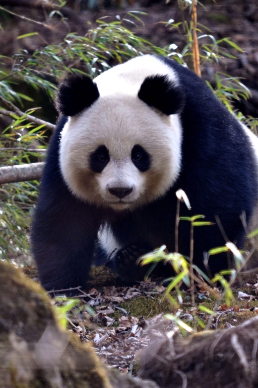 Leshan Grand Buddha Scenic Area and Panda Park Day Tour - Chengdu Research Base of Giant Panda Breeding