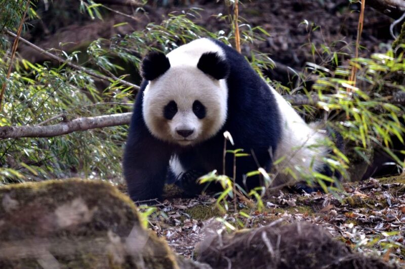 Leshan Grand Buddha Scenic Area and Panda Park Day Tour - Leshan Giant Buddha
