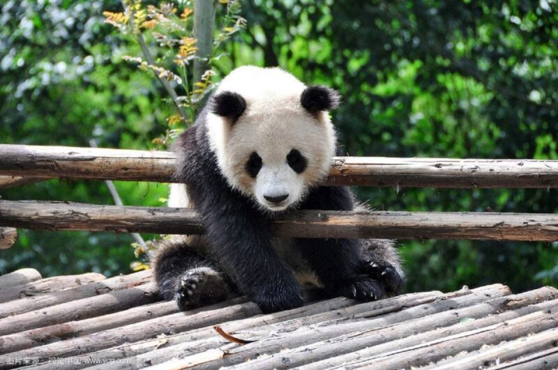 Leshan Grand Buddha Scenic Area and Panda Park Day Tour - Tour Inclusions