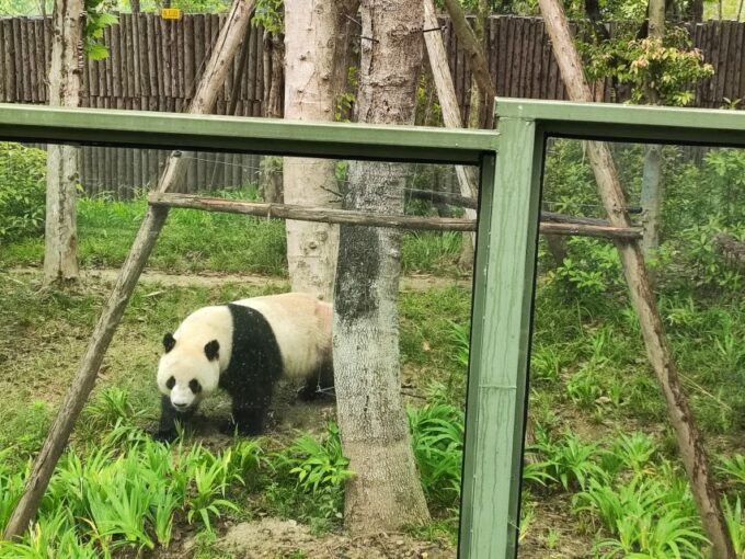 Leshan Grand Buddha Scenic Area and Panda Park Day Tour - Getting to the Tour