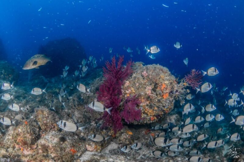 Lestartit: Medes Islands Cruise With Guided Snorkeling - Marine Reserve Exploration