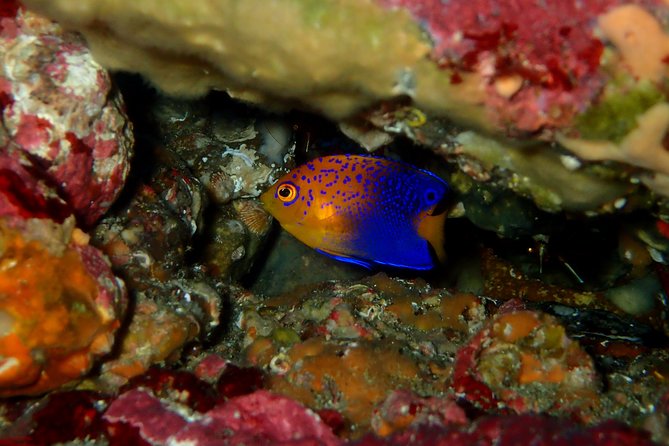 Lets Enjoy Scuba Diving in Izu Oceanic Park Izu Peninsula for Certificate Diver - Meeting and Pickup Details