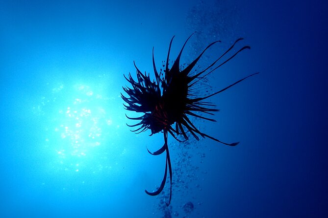 Lets Enjoy Scuba Diving in Izu Oceanic Park Izu Peninsula for Certificate Diver - Start Time and Duration