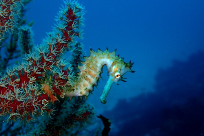 Lets Enjoy Scuba Diving in Izu Oceanic Park Izu Peninsula for Certificate Diver - Confirmation and Accessibility