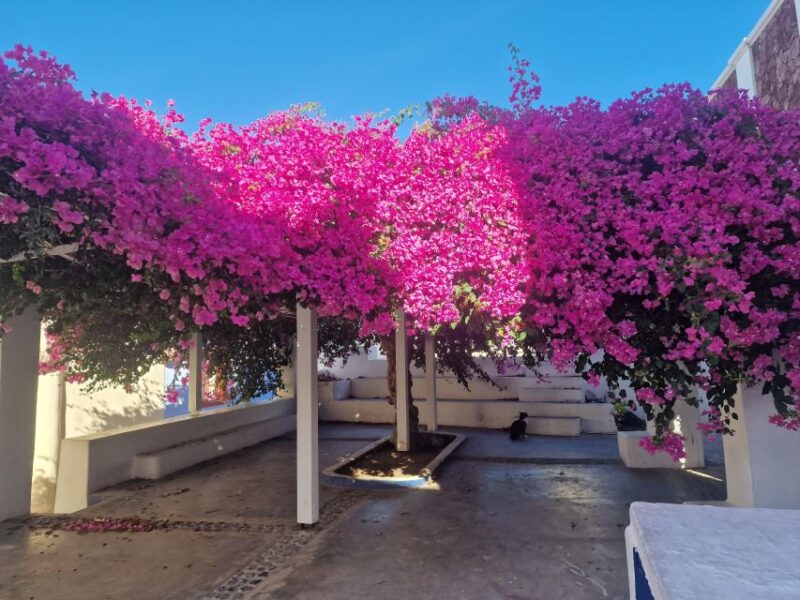 Lets Explore The North Part of Santorini - Excluded From the Tour