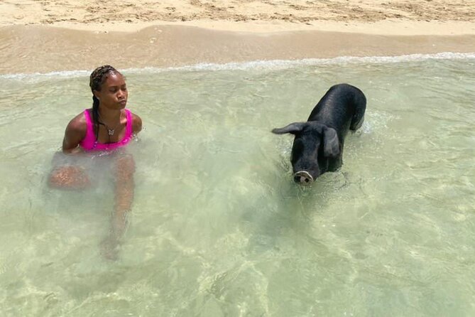 Lets Get Piggy With It: a Splashin Good Time With the Pigs! - Positive Guest Experiences