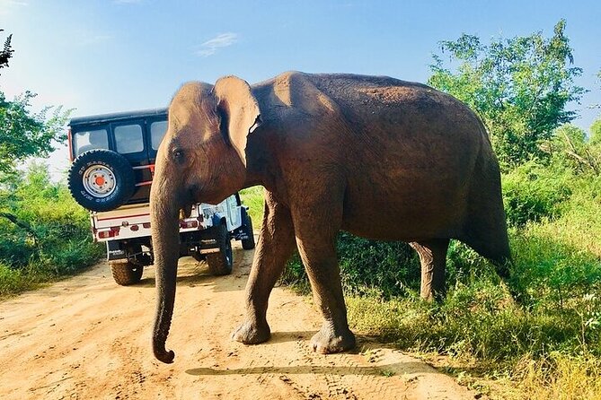 Let's Smile and Safari Udawalawa National Park - Key Points
