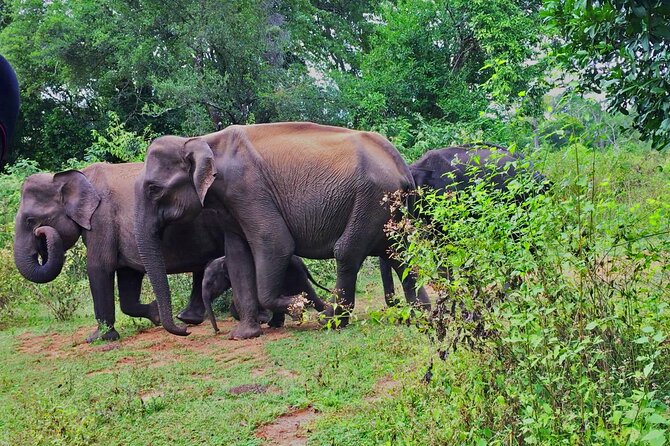 Let's Smile and Safari Udawalawa National Park - Customer Satisfaction Highlights