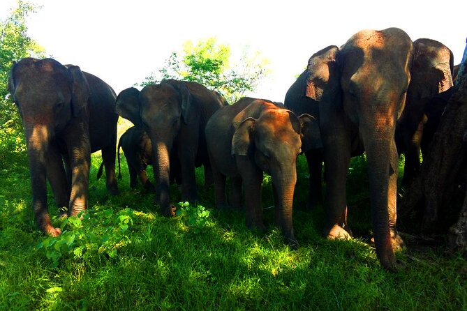 Let's Smile and Safari Udawalawa National Park - Exploring Mumbais Wonders