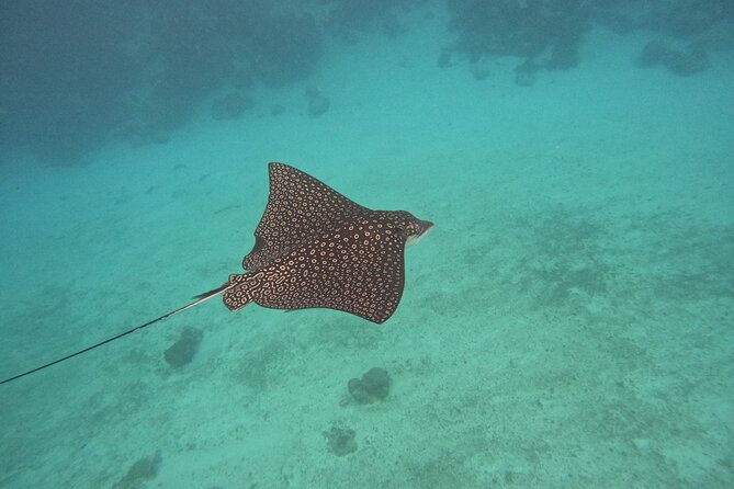 Lets Snorkel Hol Chan the Best Marine Reserve in Belize - Booking and Cancellation Policy