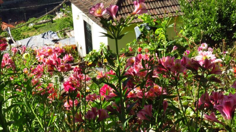 Levada Boa Morte - Quinta Grande Half Day - Easy Walk - Duration