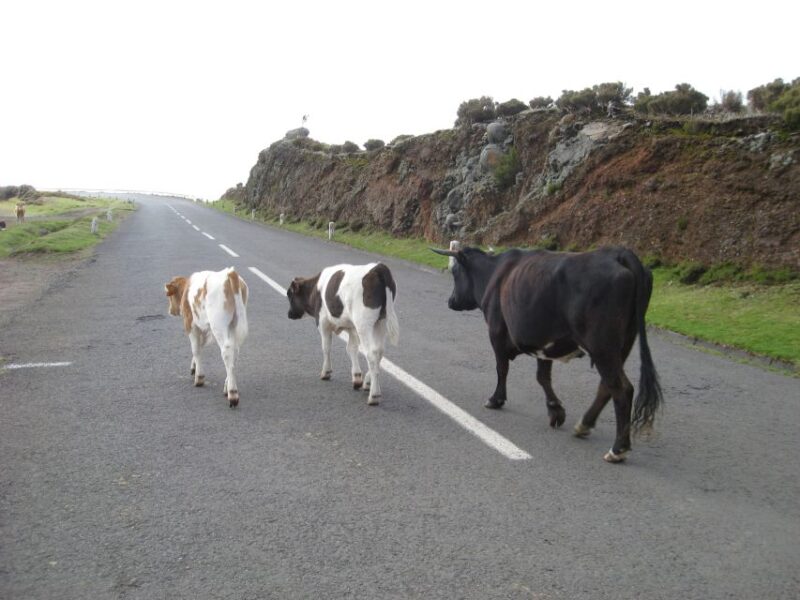 Levada Do Alecrim (Madeira Lakes) Full-Day Walk - Important Guidelines
