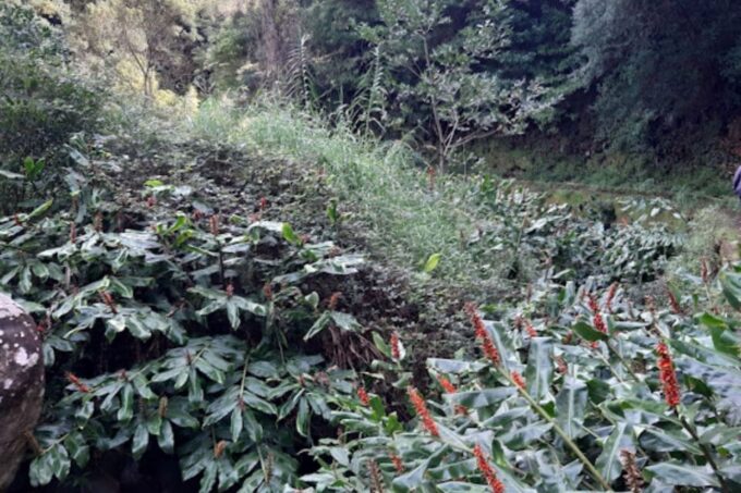 Levada Dos Maroços - Half Day - Easy Walk - Frequently Asked Questions