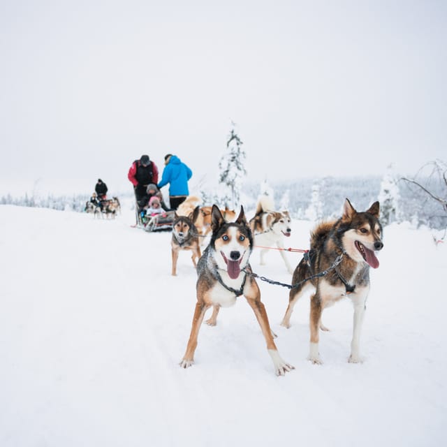 Levi: 15-Kilometres Self-Driving Husky Tour - Experience Highlights