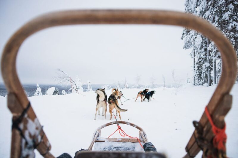 Levi: 15-Kilometres Self-Driving Husky Tour - Important Information