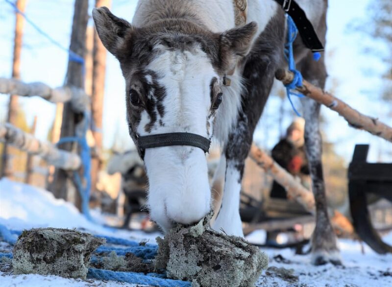 Levi: 3km Reindeer Sleigh Ride in the Forest at Night - Good To Know
