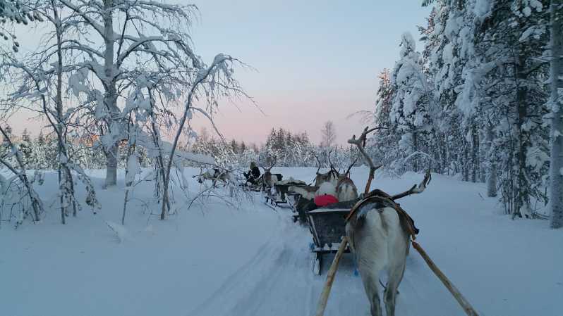 Levi: 3km Reindeer Sleigh Ride in the Forest at Night - Experience Highlights