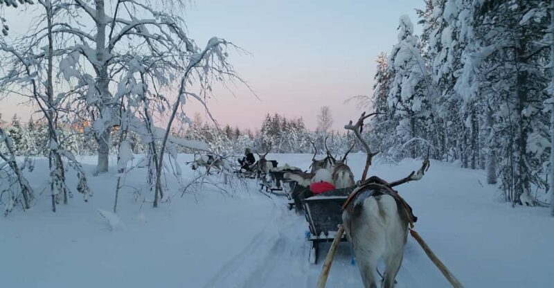 Levi: 3km Reindeer Sleigh Ride in the Forest at Night - Itinerary Details