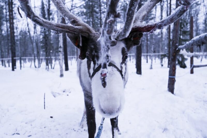 Levi: 3km Reindeer Sleigh Ride in the Forest at Night - Tour Features