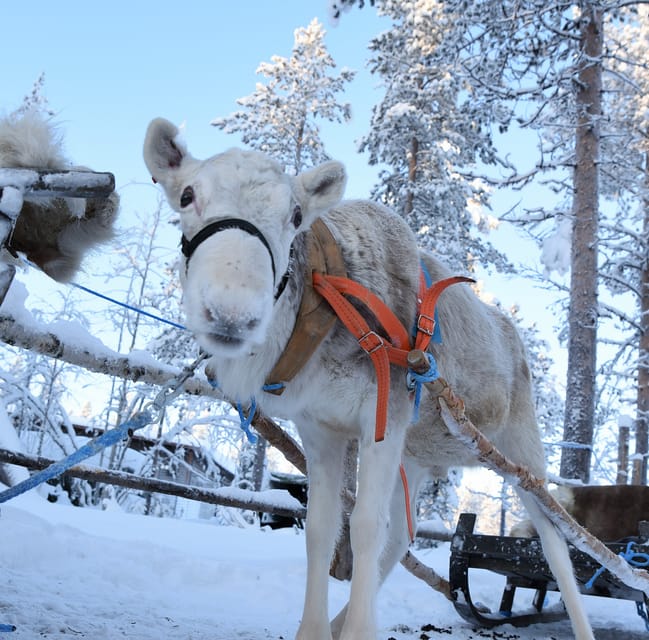 Levi: 3km Reindeer Sleigh Ride in the Forest at Night - Viewing the Polar Night