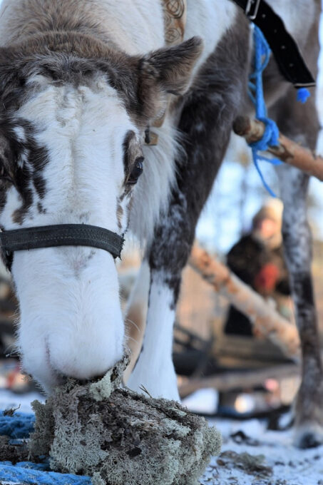 Levi: 3km Reindeer Sleigh Ride in the Forest at Night - Frequently Asked Questions