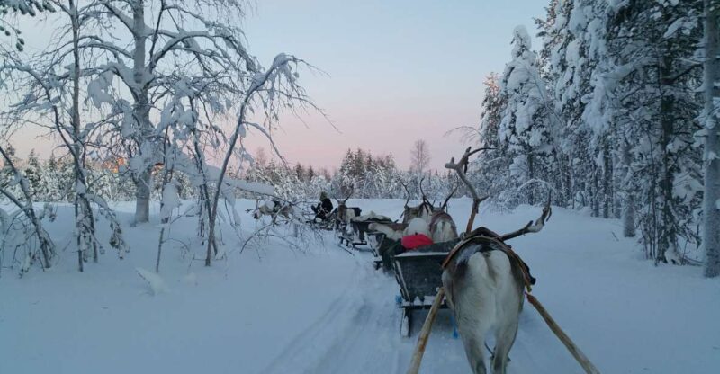 Levi: 3km Reindeer Sleigh Ride - Reindeer Interaction
