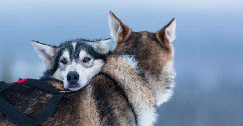 Levi: 7 Km Self-Drive Husky Sledding Adventure - Activity Overview