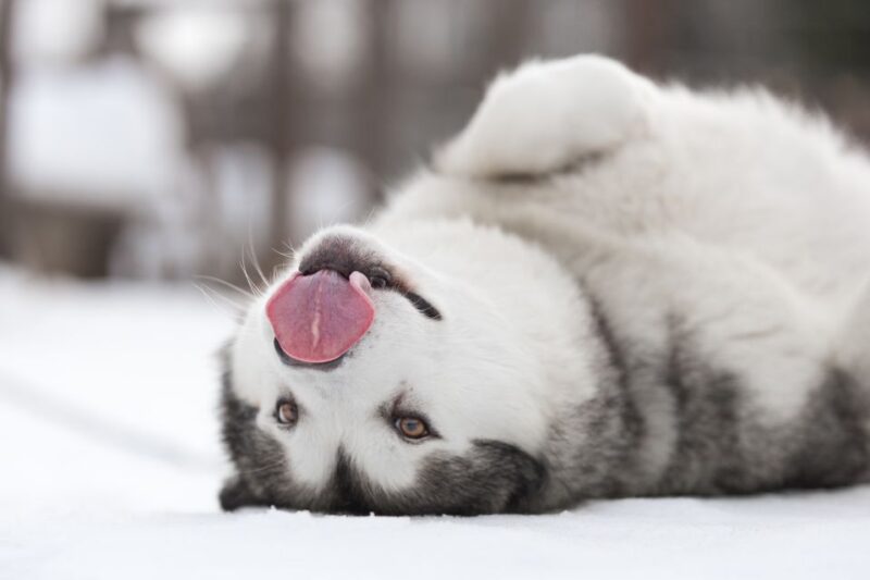 Levi: 7 Km Self-Drive Husky Sledding Adventure - Highlights of the Experience