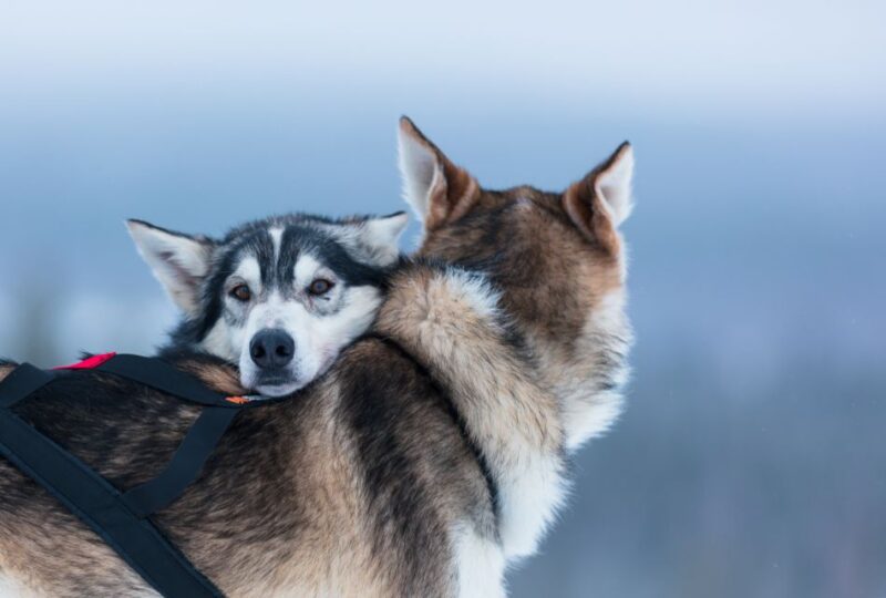 Levi: 7 Km Self-Drive Husky Sledding Adventure - Participant Requirements