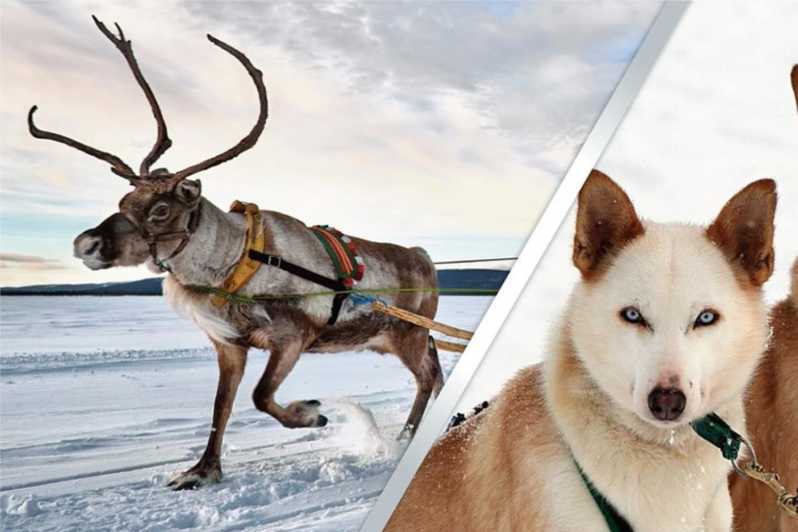 Levi: Lapland Reindeer and Husky Safari - Good To Know