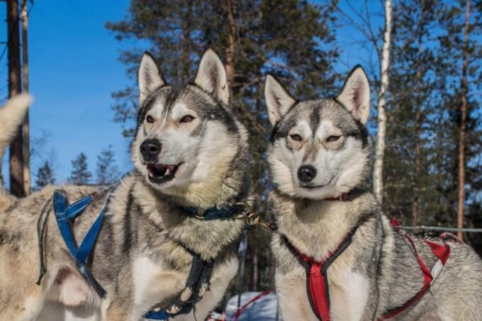 Levi: Lapland Reindeer and Husky Safari - Husky-Pulled Sled Adventure