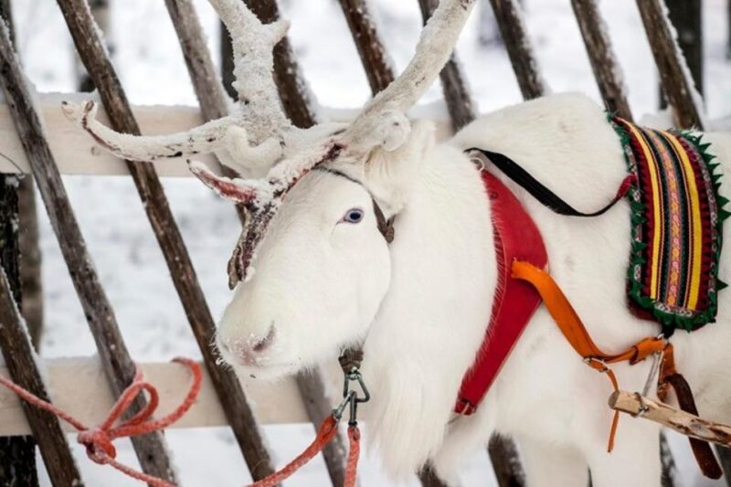 Levi: Lapland Reindeer Safari - Booking and Cancellation