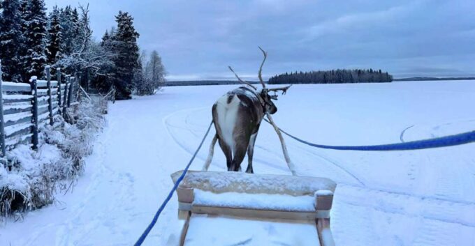 Levi: Lapland Reindeer Safari - Guest Reviews and Ratings