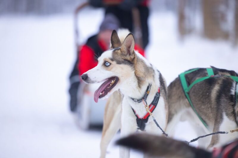 Levi Polar Lights Tours: Arctic Circle Guided Husky Tour - Tour Overview and Pricing