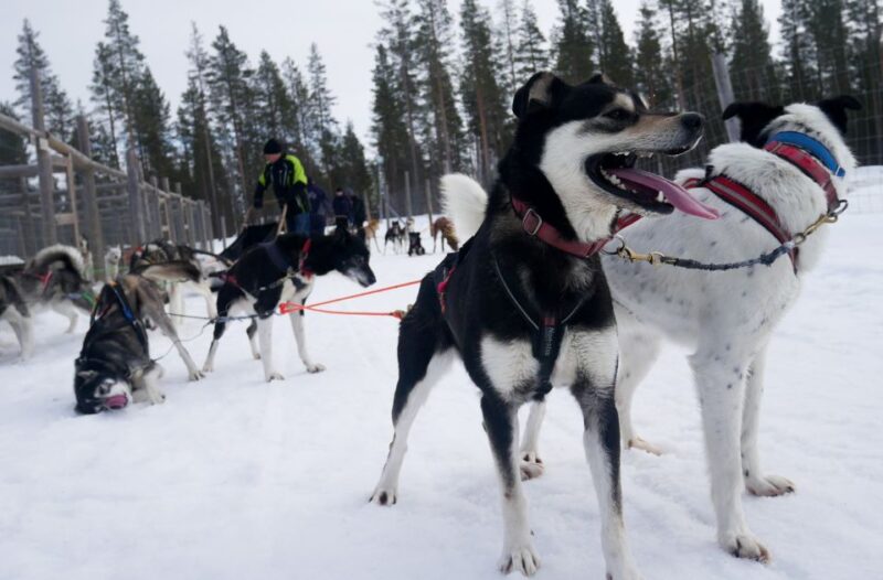 Levi Polar Lights Tours: Arctic Circle Guided Husky Tour - Accessibility and Language